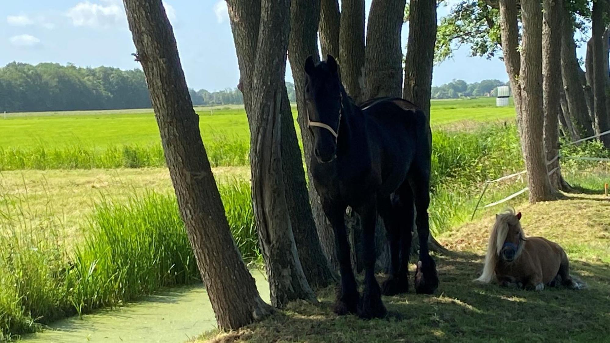 B&B Kuiper In Friesland Ureterp Ngoại thất bức ảnh